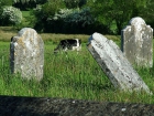 Egy ókori temetőben haszonállattal együtt temetkeztek